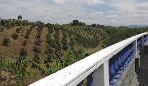 Finca La Molienda Quindiana  